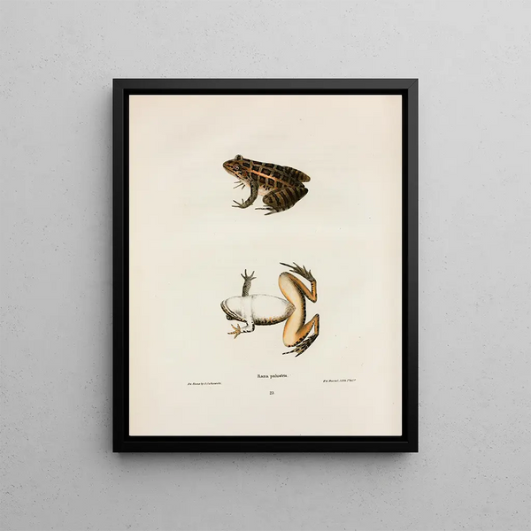 John Edwards Holbrook - Rana palustris.webp