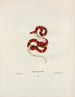 Rhinostoma coccinea - John Edwards Holbrook — Ansicht des Kunstwerks