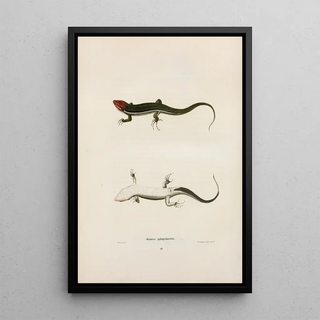 John Edwards Holbrook - Scincus quinquelineatus.webp