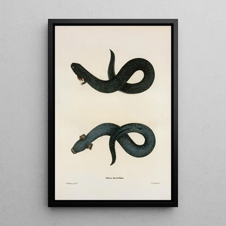 John Edwards Holbrook - Siren lacertina.webp