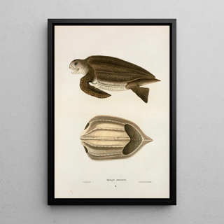 John Edwards Holbrook - Spargis coriacea.webp