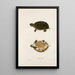 Tortue odorante - John Edwards Holbrook — gerahmtes Bild an der Wand