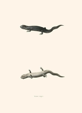 John Edwards Holbrook - Triton nigra.webp