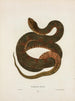 Tropidonotus fasciatus - John Edwards Holbrook — Ansicht des Kunstwerks