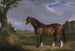 Ein Clydesdale-Hengst - John Frederick Herring l'Ancien — Ansicht des Kunstwerks