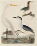 G: Héron vert, bihoreau, junger heron und großer weißer heron - John G. Warnicke — Ansicht des Kunstwerks