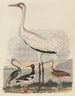 Louisianischer Heron, Austernfischer, Kiebitz, Kranich im Ring und Langschnabelregenpfeifer - John G. Warnicke — Ansicht des Kunstwerks