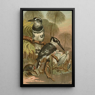 John George Wood - Black and White Kingfisher.webp