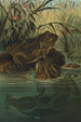 Frosch-Stier - John George Wood — Ansicht des Kunstwerks