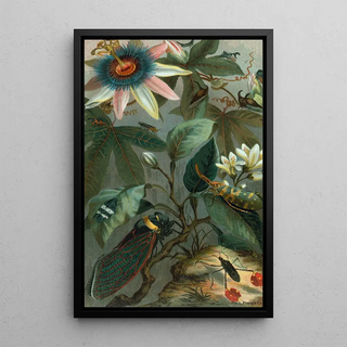 John George Wood - Cicadae LanternFly etc.webp