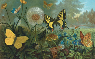 John George Wood - Erycinids.webp
