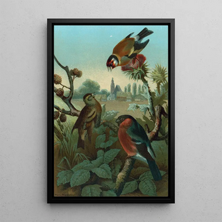 John George Wood - Group of Finches.webp