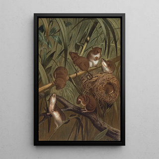 John George Wood - Harvest Mouse.webp