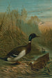Stockente - John George Wood — Ansicht des Kunstwerks