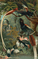 Tchitrec de paradis - John George Wood — Ansicht des Kunstwerks