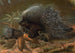 Stachelschwein - John George Wood — Ansicht des Kunstwerks