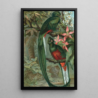 John George Wood - Resplendent Trogon.webp