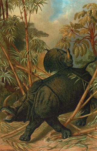 John George Wood - Rhinoceros.webp