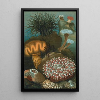 John George Wood - SeaAnemones.webp