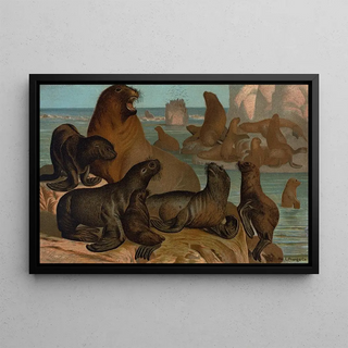 John George Wood - Sea Lion.webp