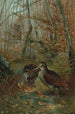 Bécasse - John George Wood — Ansicht des Kunstwerks