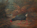 Ein Moho Takahe Notornis Mantelli - John Gerrard Keulemans — Ansicht des Kunstwerks