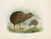 Apteryx von Mantell - John Gerrard Keulemans — Ansicht des Kunstwerks