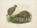 Apteryx oweni - John Gerrard Keulemans — Ansicht des Kunstwerks