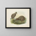 Apteryx oweni - John Gerrard Keulemans — gerahmtes Bild an der Wand