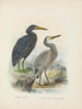 Ardea sacra et Ardea hollandiae - John Gerrard Keulemans — Ansicht des Kunstwerks