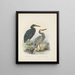 Ardea sacra et Ardea hollandiae - John Gerrard Keulemans — gerahmtes Bild an der Wand