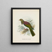 Carpophaga de Nouvelle-Zélande - John Gerrard Keulemans — gerahmtes Bild an der Wand