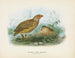 Caille de Nouvelle-Zélande mâle et femelle - John Gerrard Keulemans — Ansicht des Kunstwerks