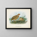 Caille de Nouvelle-Zélande mâle et femelle - John Gerrard Keulemans — gerahmtes Bild an der Wand