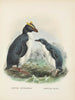 Eudyptes chrysocomus und Eudyptula minori - John Gerrard Keulemans — Ansicht des Kunstwerks