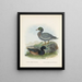 Fuligula new zealandiae et Hymenolaemus malacorhynchus - John Gerrard Keulemans — gerahmtes Bild an der Wand