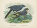 Glaucopis wilsoni und Glaucopis cinerea - John Gerrard Keulemans — Ansicht des Kunstwerks