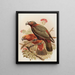 Papagei Kaka und Kakadus-Varietät Kakakura Nestor meridionalis - John Gerrard Keulemans — gerahmtes Bild an der Wand