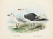 Larus bulleri und Larus dominicanus - John Gerrard Keulemans — Ansicht des Kunstwerks