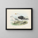 Larus bulleri und Larus dominicanus - John Gerrard Keulemans — gerahmtes Bild an der Wand
