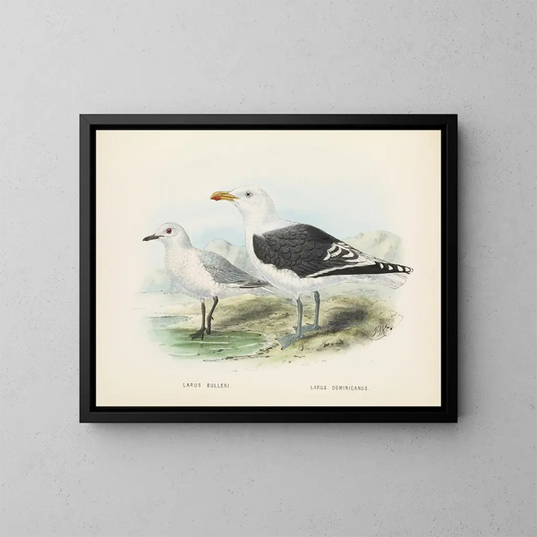 Larus bulleri und Larus dominicanus - John Gerrard Keulemans — gerahmtes Bild an der Wand