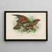 Nestor notabilis und Nestor meridionalis - John Gerrard Keulemans — gerahmtes Bild an der Wand