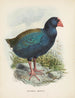Überzüge Notornis - John Gerrard Keulemans — Ansicht des Kunstwerks