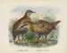 Ocydromus earli et Ocydromus australis - John Gerrard Keulemans — Ansicht des Kunstwerks