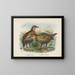 Ocydromus earli et Ocydromus australis - John Gerrard Keulemans — gerahmtes Bild an der Wand