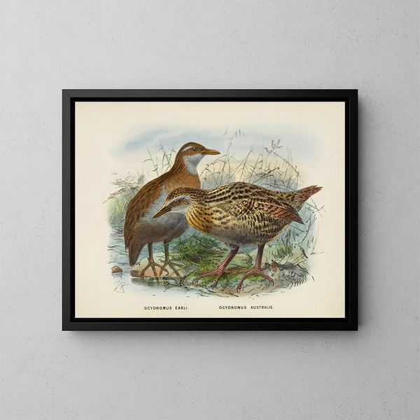 Ocydromus earli et Ocydromus australis - John Gerrard Keulemans — gerahmtes Bild an der Wand