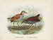 Ortygometra affinis und Ortygometra tabuensis - John Gerrard Keulemans — Ansicht des Kunstwerks