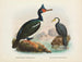 Kormorane mit Kropf und Kormorane mit kurzem Schnabel - John Gerrard Keulemans — Ansicht des Kunstwerks