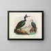 Kormorane mit Kropf und Kormorane mit kurzem Schnabel - John Gerrard Keulemans — gerahmtes Bild an der Wand