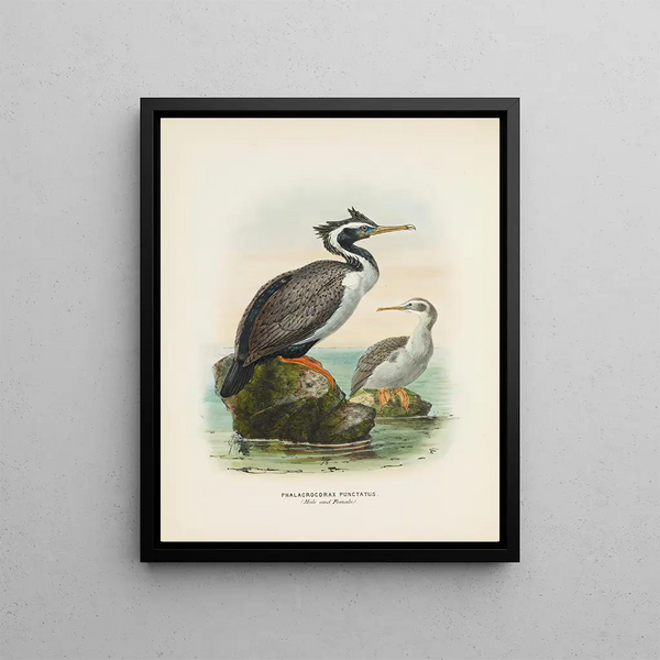 John Gerrard Keulemans - Phalacrocorax punctatus Male and Female.webp